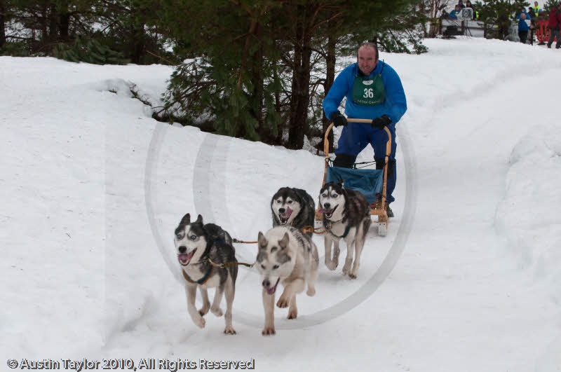 Racing Team in the Siberian Husky Club of GB Arden Grange Aviemore Sled Dog Rally 2010