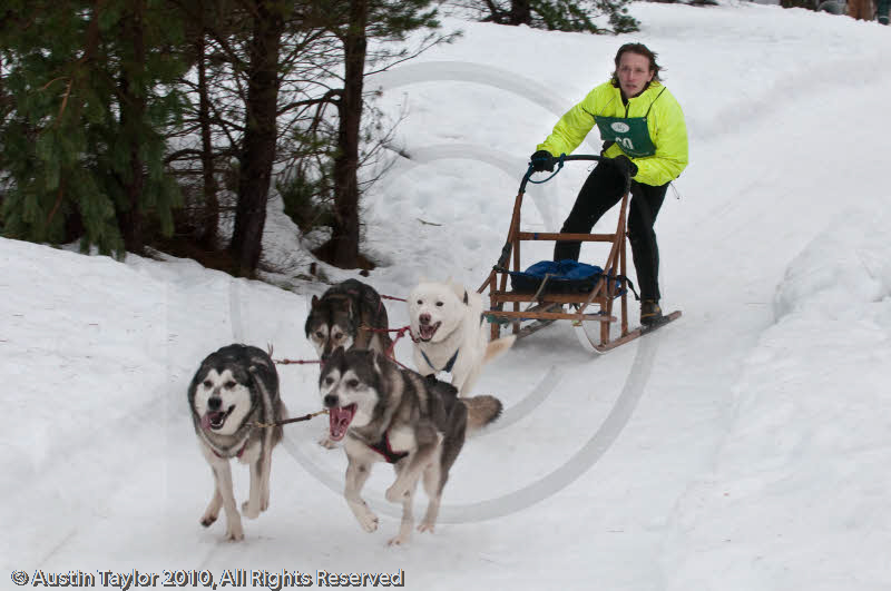 Racing Team in the Siberian Husky Club of GB Arden Grange Aviemore Sled Dog Rally 2010