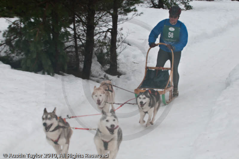 Racing Team in the Siberian Husky Club of GB Arden Grange Aviemore Sled Dog Rally 2010