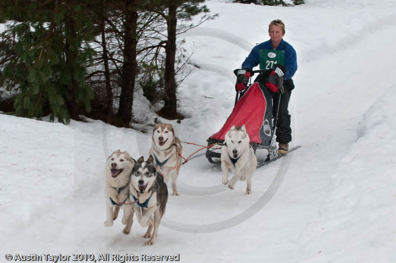 Racing Team in the Siberian Husky Club of GB Arden Grange Aviemore Sled Dog Rally 2010