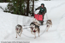 Racing Team in the Siberian Husky Club of GB Arden Grange Aviemore Sled Dog Rally 2010