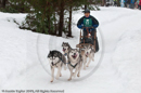 Racing Team in the Siberian Husky Club of GB Arden Grange Aviemore Sled Dog Rally 2010