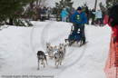 Racing Team in the Siberian Husky Club of GB Arden Grange Aviemore Sled Dog Rally 2010