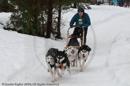 Racing Team in the Siberian Husky Club of GB Arden Grange Aviemore Sled Dog Rally 2010