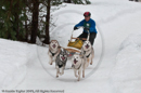 Racing Team in the Siberian Husky Club of GB Arden Grange Aviemore Sled Dog Rally 2010