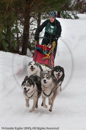 Racing Team in the Siberian Husky Club of GB Arden Grange Aviemore Sled Dog Rally 2010
