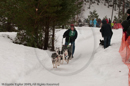 Racing Team in the Siberian Husky Club of GB Arden Grange Aviemore Sled Dog Rally 2010