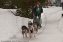Racing Team in the Siberian Husky Club of GB Arden Grange Aviemore Sled Dog Rally 2010