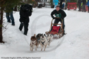 Racing Team in the Siberian Husky Club of GB Arden Grange Aviemore Sled Dog Rally 2010