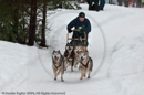 Racing Team in the Siberian Husky Club of GB Arden Grange Aviemore Sled Dog Rally 2010