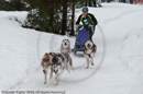 Racing Team in the Siberian Husky Club of GB Arden Grange Aviemore Sled Dog Rally 2010