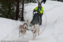 Racing Team in the Siberian Husky Club of GB Arden Grange Aviemore Sled Dog Rally 2010