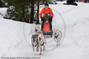 Racing Team in the Siberian Husky Club of GB Arden Grange Aviemore Sled Dog Rally 2010