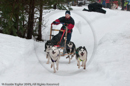 Racing Team in the Siberian Husky Club of GB Arden Grange Aviemore Sled Dog Rally 2010