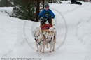 Racing Team in the Siberian Husky Club of GB Arden Grange Aviemore Sled Dog Rally 2010