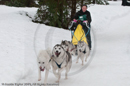 Class C dog sled racing team