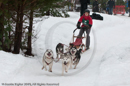 Racing Team in the Siberian Husky Club of GB Arden Grange Aviemore Sled Dog Rally 2010