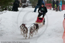 Racing Team in the Siberian Husky Club of GB Arden Grange Aviemore Sled Dog Rally 2010