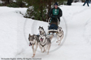 Racing Team in the Siberian Husky Club of GB Arden Grange Aviemore Sled Dog Rally 2010