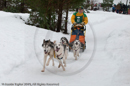 Racing Team in the Siberian Husky Club of GB Arden Grange Aviemore Sled Dog Rally 2010