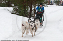 Racing Team in the Siberian Husky Club of GB Arden Grange Aviemore Sled Dog Rally 2010