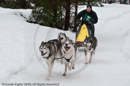 Racing Team in the Siberian Husky Club of GB Arden Grange Aviemore Sled Dog Rally 2010