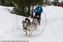 Racing Team in the Siberian Husky Club of GB Arden Grange Aviemore Sled Dog Rally 2010