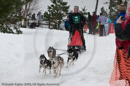 Racing Team in the Siberian Husky Club of GB Arden Grange Aviemore Sled Dog Rally 2010