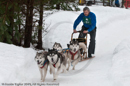 Racing Team in the Siberian Husky Club of GB Arden Grange Aviemore Sled Dog Rally 2010