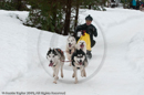 Racing Team in the Siberian Husky Club of GB Arden Grange Aviemore Sled Dog Rally 2010