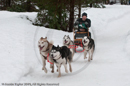 Racing Team in the Siberian Husky Club of GB Arden Grange Aviemore Sled Dog Rally 2010