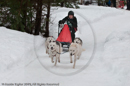 Racing Team in the Siberian Husky Club of GB Arden Grange Aviemore Sled Dog Rally 2010
