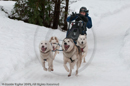 Racing Team in the Siberian Husky Club of GB Arden Grange Aviemore Sled Dog Rally 2010