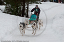 Racing Team in the Siberian Husky Club of GB Arden Grange Aviemore Sled Dog Rally 2010