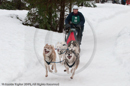 Racing Team in the Siberian Husky Club of GB Arden Grange Aviemore Sled Dog Rally 2010