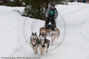 Racing Team in the Siberian Husky Club of GB Arden Grange Aviemore Sled Dog Rally 2010