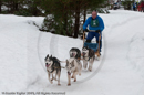 Racing Team in the Siberian Husky Club of GB Arden Grange Aviemore Sled Dog Rally 2010