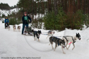 Racing Team in the Siberian Husky Club of GB Arden Grange Aviemore Sled Dog Rally 2010