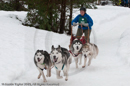 Racing Team in the Siberian Husky Club of GB Arden Grange Aviemore Sled Dog Rally 2010