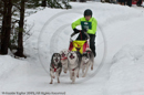 Racing Team in the Siberian Husky Club of GB Arden Grange Aviemore Sled Dog Rally 2010