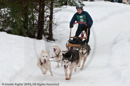 Racing Team in the Siberian Husky Club of GB Arden Grange Aviemore Sled Dog Rally 2010