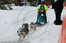 Racing Team in the Siberian Husky Club of GB Arden Grange Aviemore Sled Dog Rally 2010