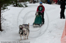 Racing Team in the Siberian Husky Club of GB Arden Grange Aviemore Sled Dog Rally 2010