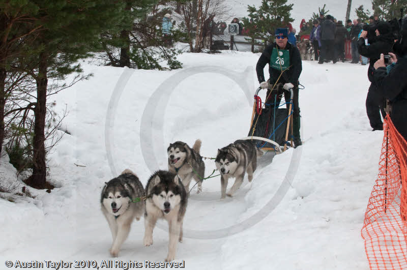 Racing Team in the Siberian Husky Club of GB Arden Grange Aviemore Sled Dog Rally 2010