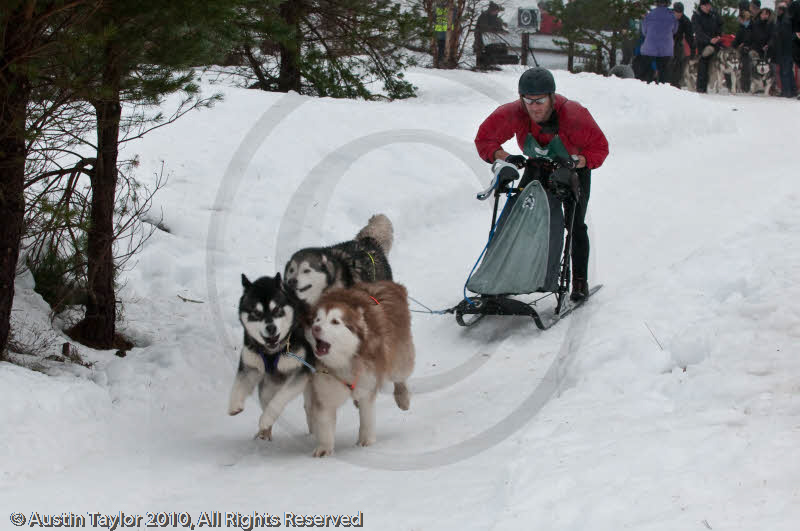 Racing Team in the Siberian Husky Club of GB Arden Grange Aviemore Sled Dog Rally 2010