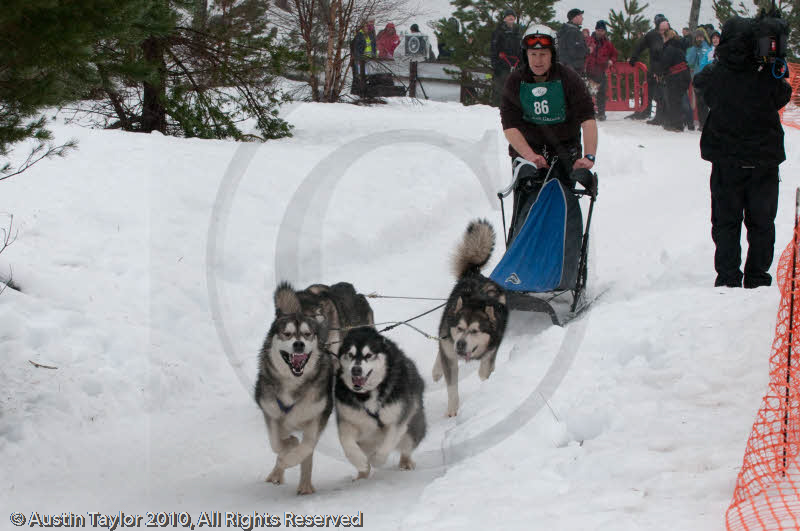 Racing Team in the Siberian Husky Club of GB Arden Grange Aviemore Sled Dog Rally 2010