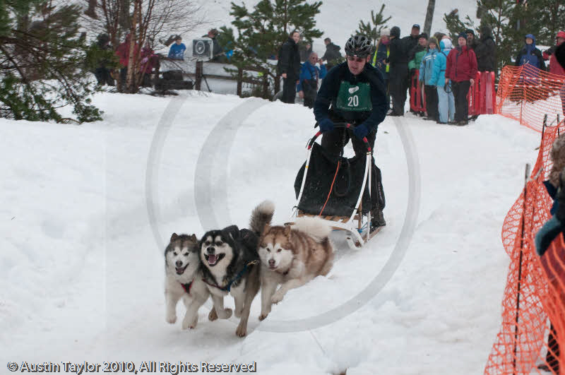 Racing Team in the Siberian Husky Club of GB Arden Grange Aviemore Sled Dog Rally 2010