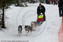 Racing Team in the Siberian Husky Club of GB Arden Grange Aviemore Sled Dog Rally 2010