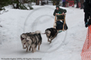 Racing Team in the Siberian Husky Club of GB Arden Grange Aviemore Sled Dog Rally 2010