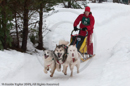 Class C2 dog sled racing team